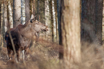 A family of elks foraging in woodlands