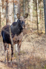 Naklejka na ściany i meble A family of elks foraging in woodlands