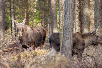 A family of elks foraging in woodlands