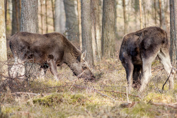 A family of elks foraging in woodlands