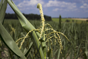 Flowering corn in the field, the background - trees, fields of wheat and sunflowers © lyudmilka_n