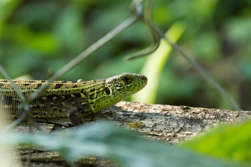 Green lizard on a log