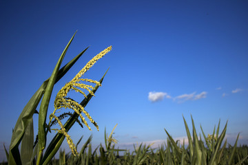 Flowering corn in the field, the background - trees, fields of wheat and sunflowers © lyudmilka_n