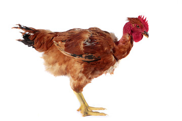 Frango