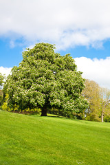 Blooming  chestnut tree at the top of the hill