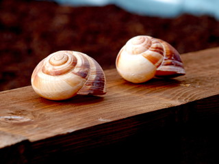 Schneckenhaus auf Holz