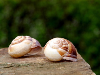 Schneckenhaus auf Holz