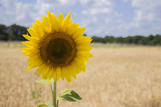 Single sunflower on the background of wheat field and forest in sunny weather