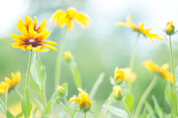 Yellow flowers on a delicate green background. Rudbeckia outdoors.