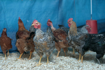 Frango