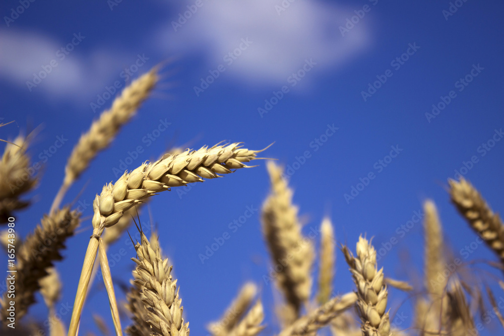 Wall mural ripe spikelets of wheat in a field, preparing for harvest, on the background of sky with clouds