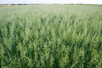 Oat field on summer day.