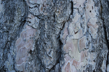Tree Bark Textures with Dynamic Colors