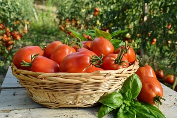 cestino con pomodori maturi nell'orto
