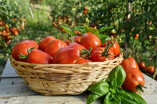 cestino con pomodori maturi nell'orto