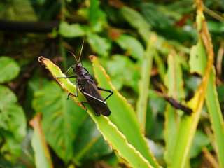 Macro insect spotted in Cahuita, Costa Rica 3/3