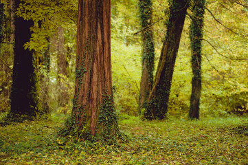 Obraz premium Early autumn forest