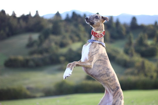 Jumping Whippet