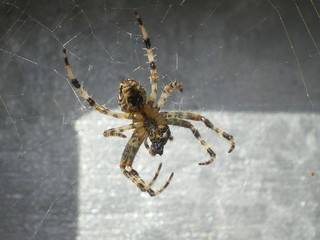 spyder meal