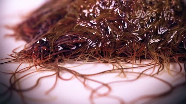 larvae as a single body squirm and react to the environment