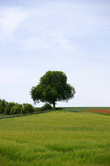 Baum auf dem Hügel  / Ein Baum steht auf der Spitze einer Hügellandschaft hinter Wiesen und Feldern.