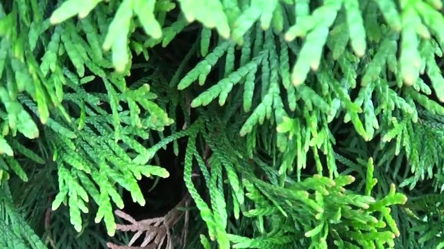 White cedar Thuja occidentalis branches. HD video footage shooting motion camera with steadicam.