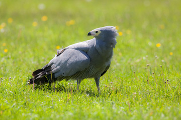 Gymnogene bird of prey on sunlit grass. African harrier-hawk (Polyboroides typus)
