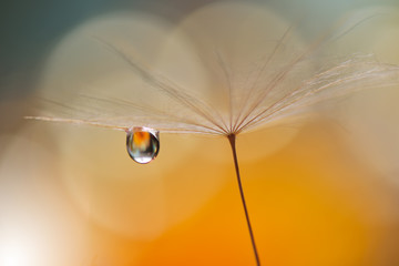 Abstract macro photo with water drops.Artistic Background for desktop. Flowers made with pastel tones.Tranquil abstract closeup art photography.Print for Wallpaper...Floral fantasy design...