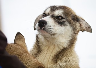 Young sledge dog in Svalbard, Norway