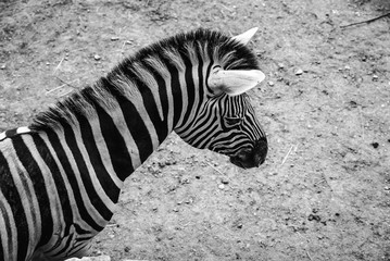 Fototapeta na wymiar B&W Zebra
