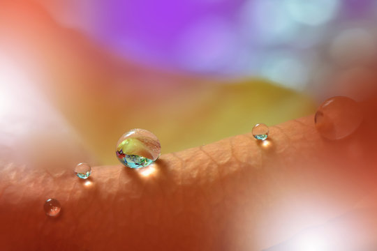 Fototapeta Abstract macro photo with water drops.Artistic Background for desktop. Flowers made with pastel tones.Tranquil abstract closeup art photography.Print for Wallpaper...Floral fantasy design...