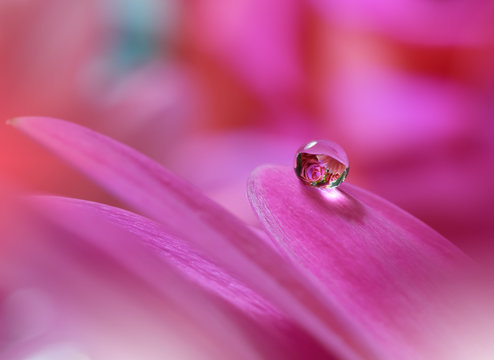 Fototapeta Abstract macro photo with water drops.Artistic Background for desktop. Flowers made with pastel tones.Tranquil abstract closeup art photography.Print for Wallpaper...Floral fantasy design...