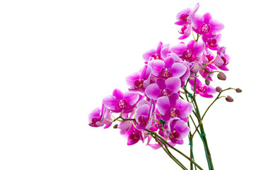 Obraz premium purple phalaenopsis orchid flower isolated on white background