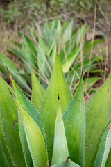 Fototapeta premium agave