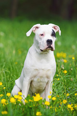 Young Dogo Argentino dog with natural ears sitting outdoors on a green grass with yellow flowers