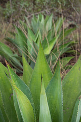 Obraz premium agave