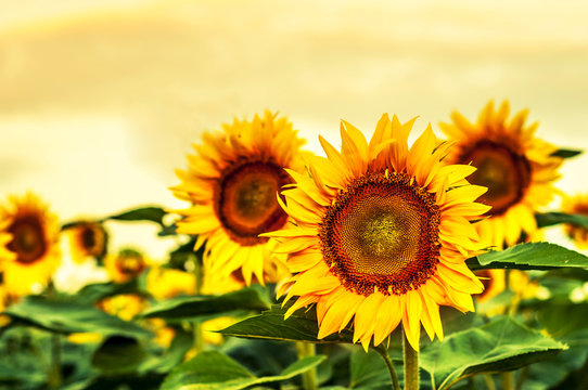 Beautiful blooming sunflowers against the yellow sky. © alonaphoto