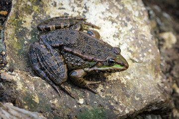 Frog