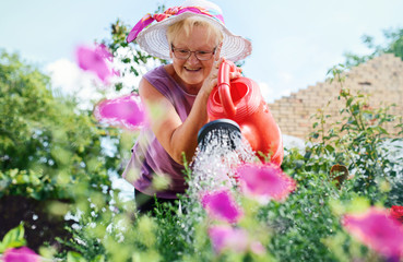 Senior woman working in her garden with a plants. Hobbies and leisure