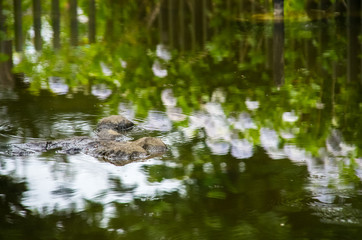 水面に映る紫陽花と波紋