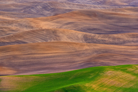 Rolling fields in southeast Washington's Palouse