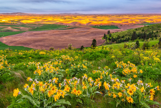 Sunset and wildflowers on southeast Washington's Kamiak Butte