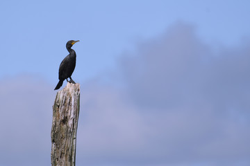 Double crested Cormorant perched on dead tree