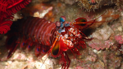Faune Marine