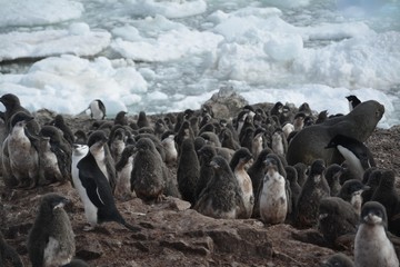 Obraz premium Pingüinos