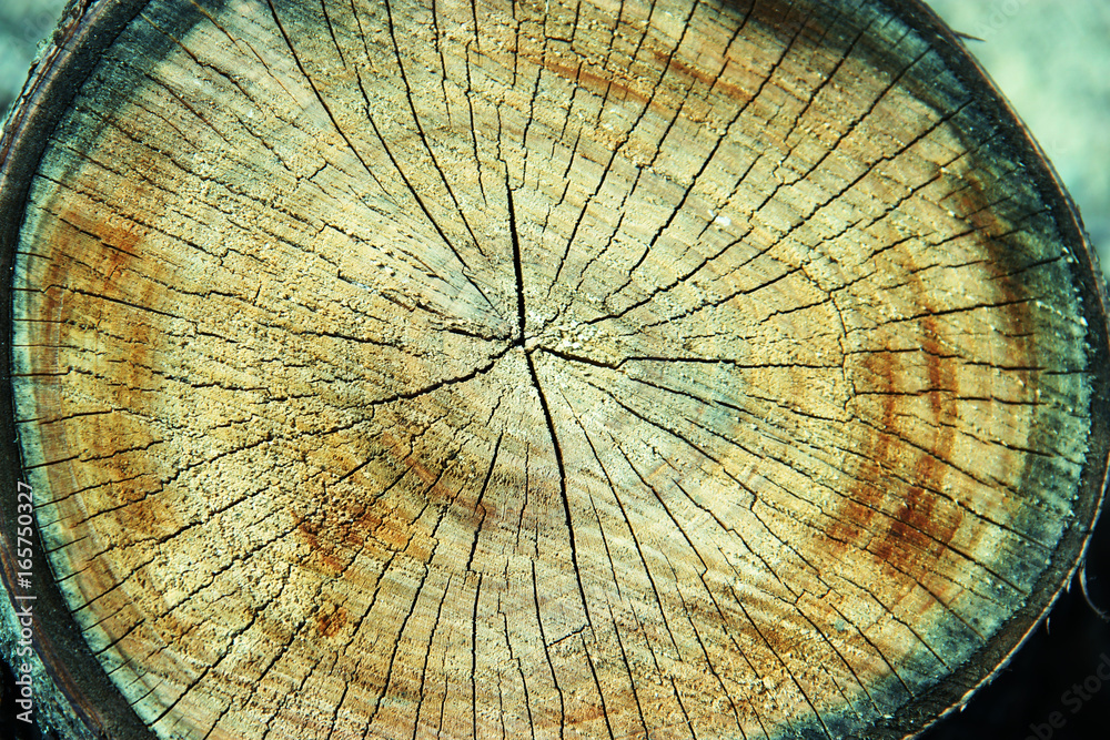 Wall mural texture of tree stump. Sawed timber wood background