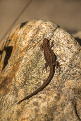 Viviparous lizard, Zootoca vivipara, resting on a rock