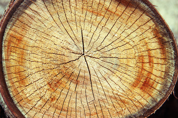 texture of tree stump. Sawed timber wood background