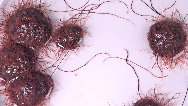 larvae as a single body squirm and react to the environment