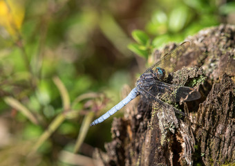 Dragonfly Orthetrum coerulescens male sitting on dead wood